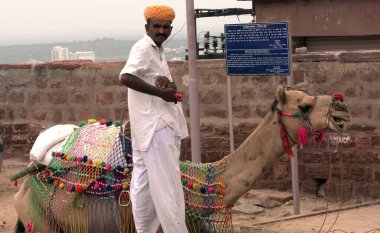 Indian man with lying camel 