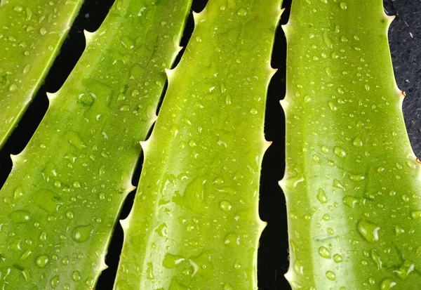 Close Green Aloe Vera Leaves Water Drops — Zdjęcie stockowe