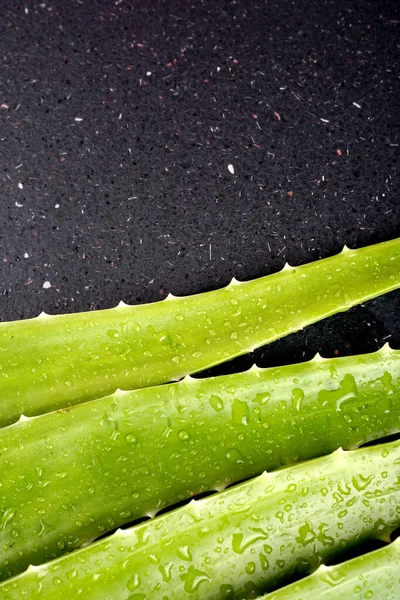 Close Green Aloe Vera Leaves Water Drops — 스톡 사진