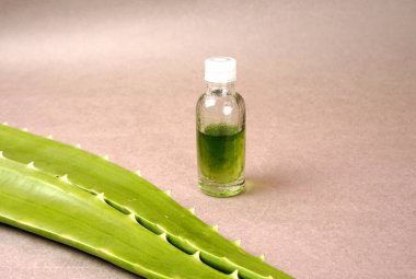 Close up of green aloe vera leaves and bottle with lotion on this plant