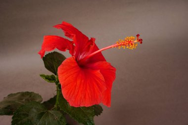 güzel kırmızı hibiscus çiçek yeşil yaprakları ile