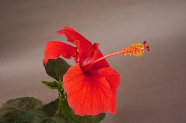 güzel kırmızı hibiscus çiçek yeşil yaprakları ile