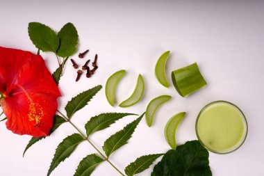 Aloe vera slices with smoothie in bowl on this plant, ginger, hibiscus flower and green leaves
