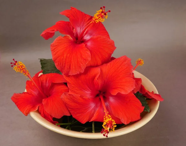 Beautiful Red Hibiscus Flowers Green Leaves Bowl — 图库照片