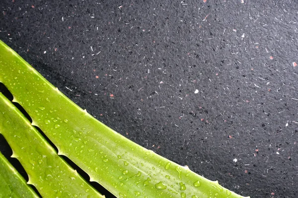 Liści Aloe Vera Kropli Wody — Zdjęcie stockowe