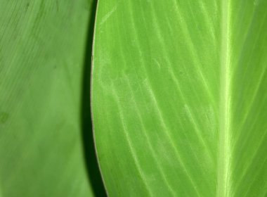 Close up van groene blad achtergrond