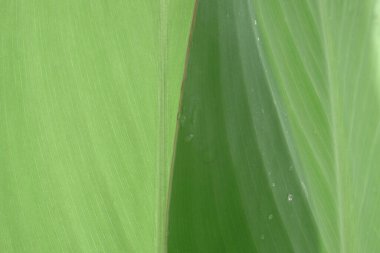 Close up van groene blad achtergrond