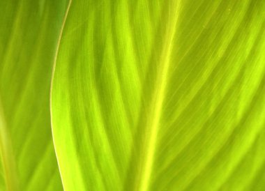 Close up van groene blad achtergrond