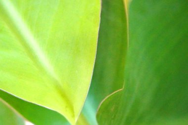 Close up van groene blad achtergrond