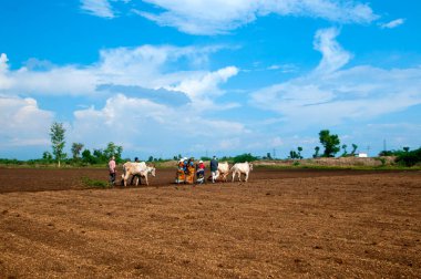Hindistan 'da ineklerle tarlada çalışan çiftçiler.
