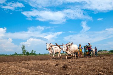 Hindistan 'da ineklerle tarlada çalışan çiftçiler.