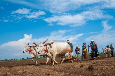 Hindistan 'da ineklerle tarlada çalışan çiftçiler.
