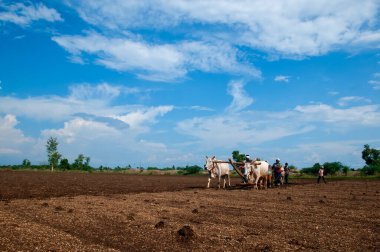 Hindistan 'da ineklerle tarlada çalışan çiftçiler.