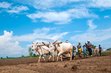 Hindistan 'da ineklerle tarlada çalışan çiftçiler.