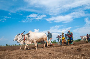 Hindistan 'da ineklerle tarlada çalışan çiftçiler.