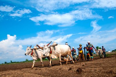 Hindistan 'da ineklerle tarlada çalışan çiftçiler.