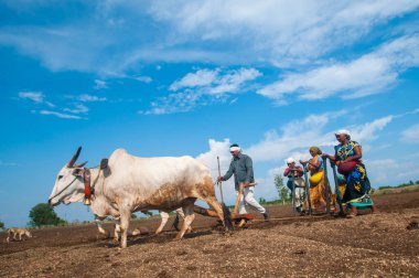 Hindistan 'da ineklerle tarlada çalışan çiftçiler.