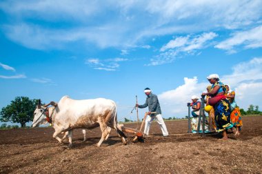 Hindistan 'da ineklerle tarlada çalışan çiftçiler.