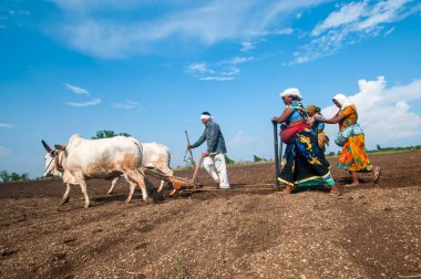 Hindistan 'da ineklerle tarlada çalışan çiftçiler.