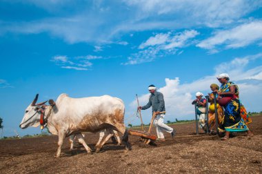Hindistan 'da ineklerle tarlada çalışan çiftçiler.