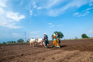 Hindistan 'da ineklerle tarlada çalışan çiftçiler.