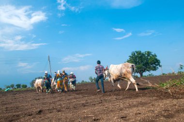 Hindistan 'da ineklerle tarlada çalışan çiftçiler.