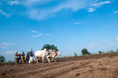 Hindistan 'da ineklerle tarlada çalışan çiftçiler.