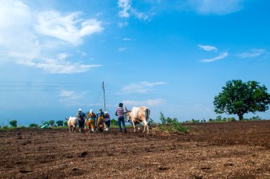 Hindistan 'da ineklerle tarlada çalışan çiftçiler.