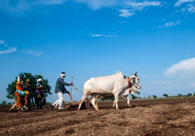 Hindistan 'da ineklerle tarlada çalışan çiftçiler.