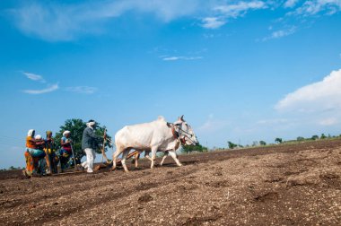 Hindistan 'da ineklerle tarlada çalışan çiftçiler.