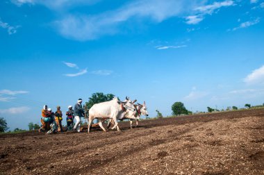 Hindistan 'da ineklerle tarlada çalışan çiftçiler.