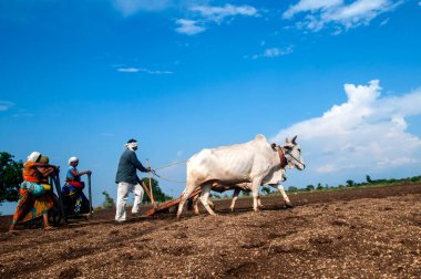 Hindistan 'da ineklerle tarlada çalışan çiftçiler.