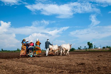 Hindistan 'da ineklerle tarlada çalışan çiftçiler.