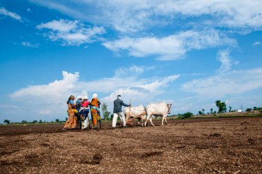 Hindistan 'da ineklerle tarlada çalışan çiftçiler.