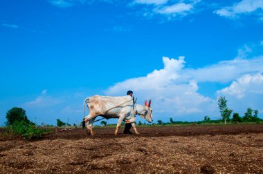 Hindistan 'da inekle tarlada çalışan çiftçi.
