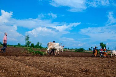 Hindistan 'da ineklerle tarlada çalışan çiftçiler.