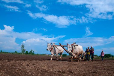 Hindistan 'da ineklerle tarlada çalışan çiftçiler.