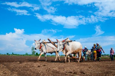 Hindistan 'da ineklerle tarlada çalışan çiftçiler.