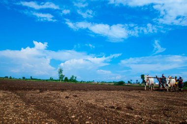 Hindistan 'da ineklerle tarlada çalışan çiftçiler.