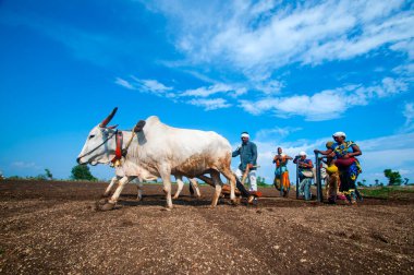 Hindistan 'da ineklerle tarlada çalışan çiftçiler.