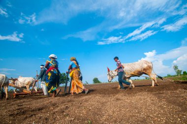 Hindistan 'da ineklerle tarlada çalışan çiftçiler.