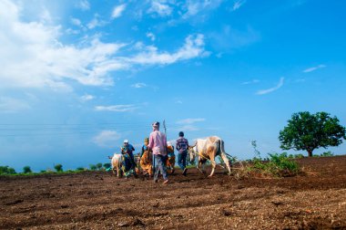 Hindistan 'da ineklerle tarlada çalışan çiftçiler.