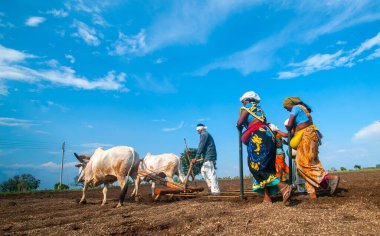 Hindistan 'da ineklerle tarlada çalışan çiftçiler.
