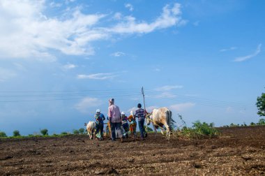 Hindistan 'da ineklerle tarlada çalışan çiftçiler.