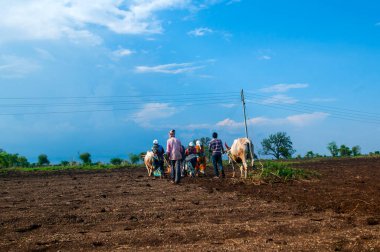 Hindistan 'da ineklerle tarlada çalışan çiftçiler.
