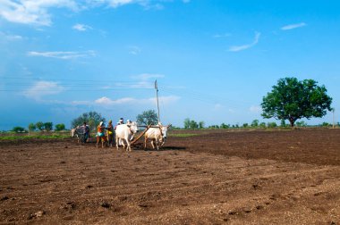 Hindistan 'da ineklerle tarlada çalışan çiftçiler.