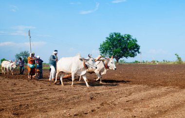Hindistan 'da ineklerle tarlada çalışan çiftçiler.