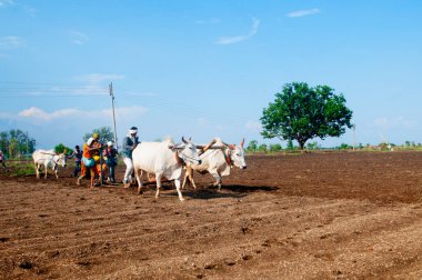 Hindistan 'da ineklerle tarlada çalışan çiftçiler.