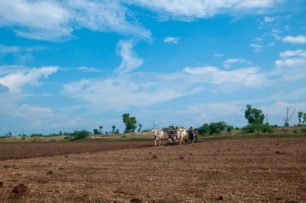 Hindistan 'da ineklerle tarlada çalışan çiftçiler.