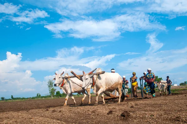 Hindistan 'da ineklerle tarlada çalışan çiftçiler.